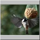 Parus ater - Tannenmeise 03.jpg